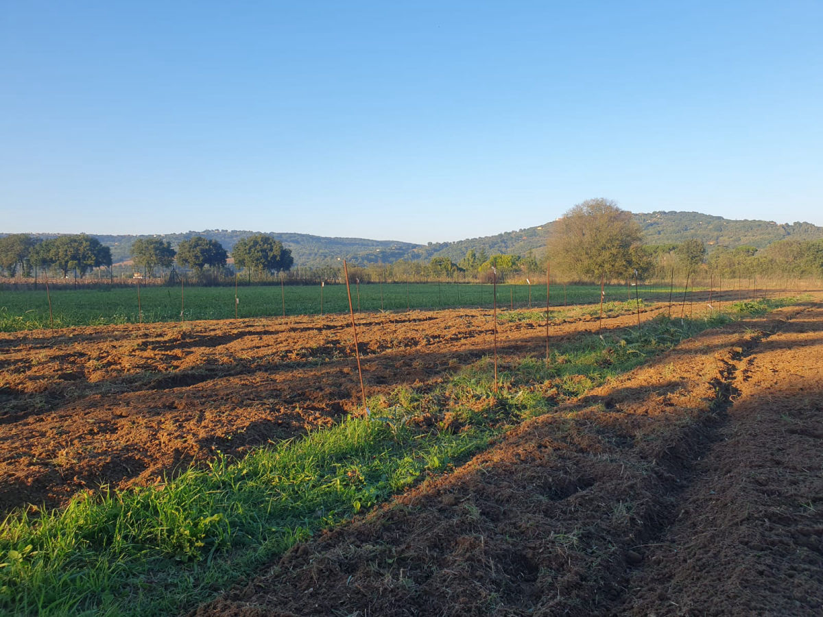 le lavorazioni del campo Catalogo