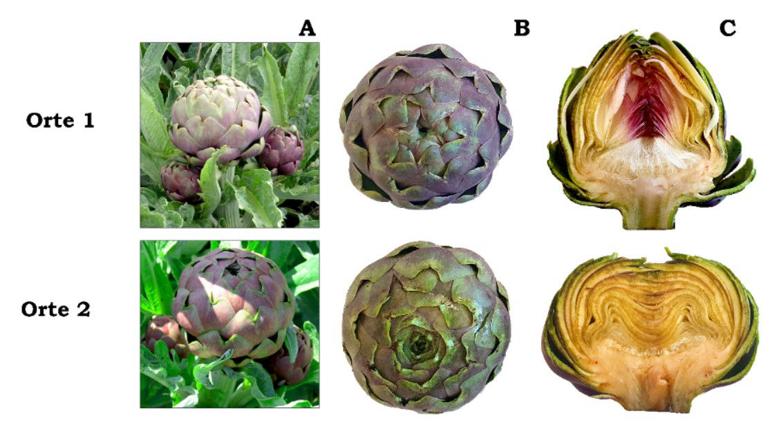 Figura 2. Capolini dei genotipi rappresentativi delle due popolazioni (Orte 1 e Orte 2) della varietà locale “Carciofo Ortano”. Capolini primari e secondari delle piante in campo (A), capolini principali visti dall'alto (B), e loro sezione longitudinale (C).