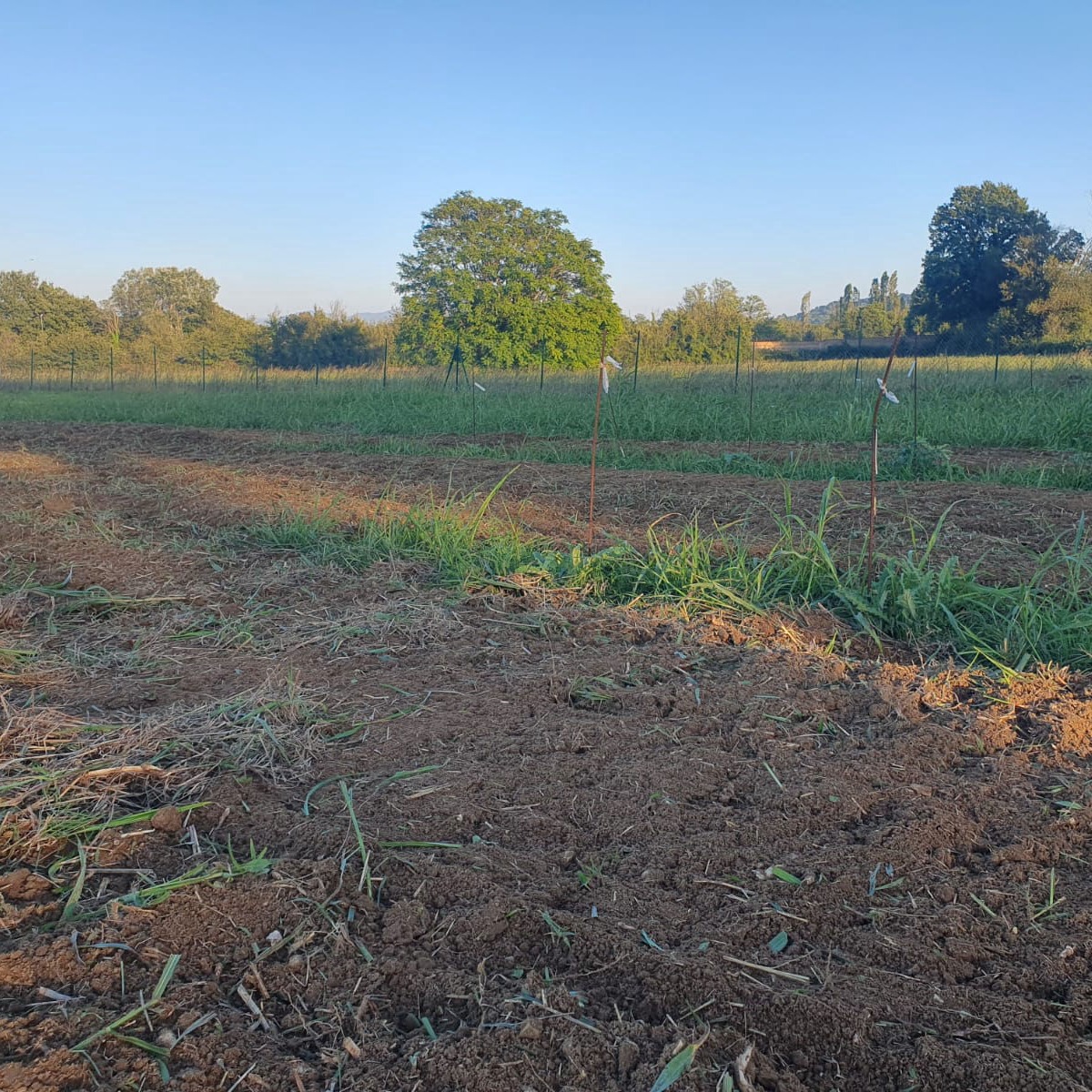 le lavorazioni del campo Catalogo