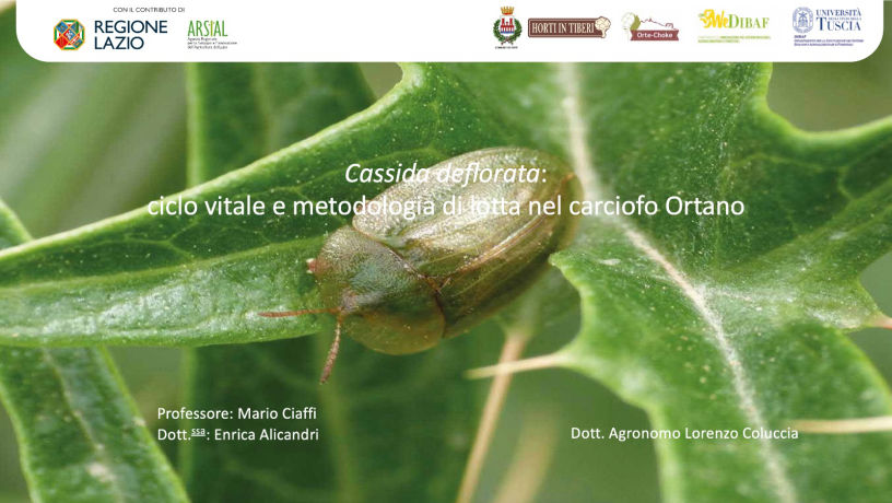 cassida deflorata