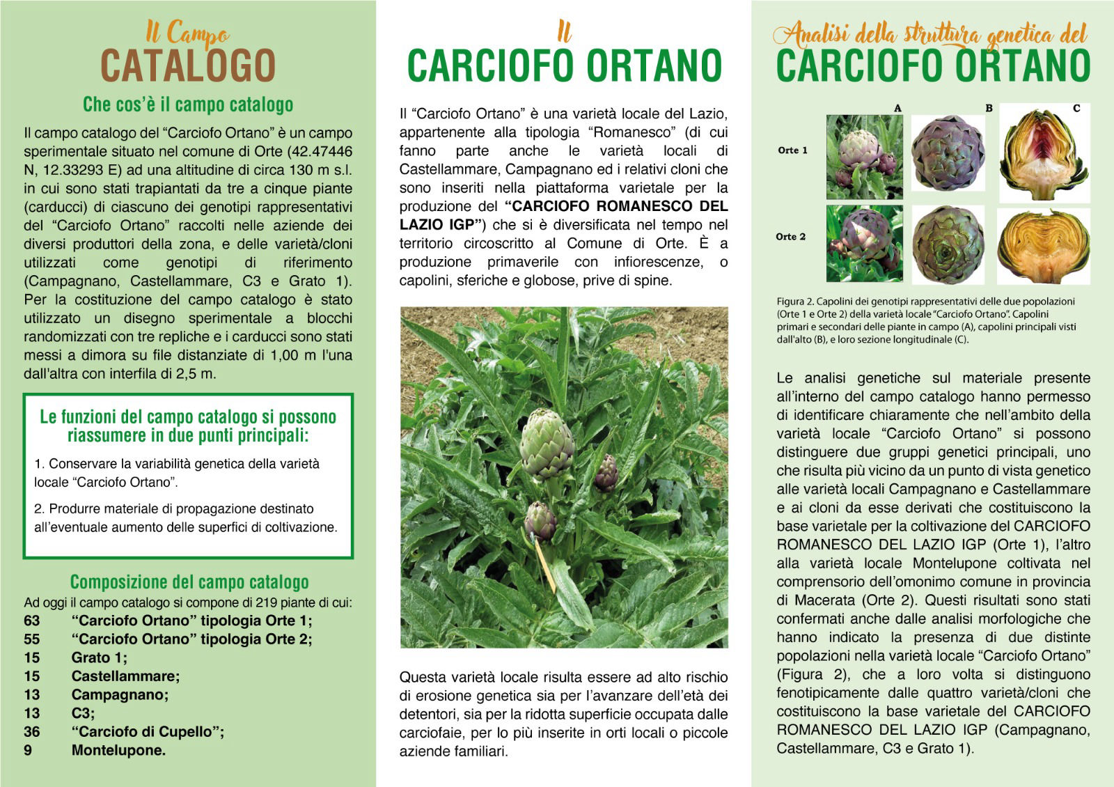 programma evento il rilancio del carciofo ortano 2023